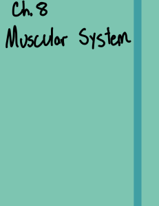 Ch. 8 Muscular System Handwritten