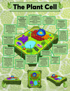 Plant Cell Parts and Functions
