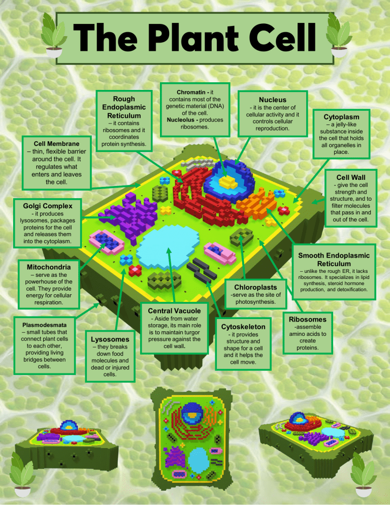 functions-of-plant-cell-parts