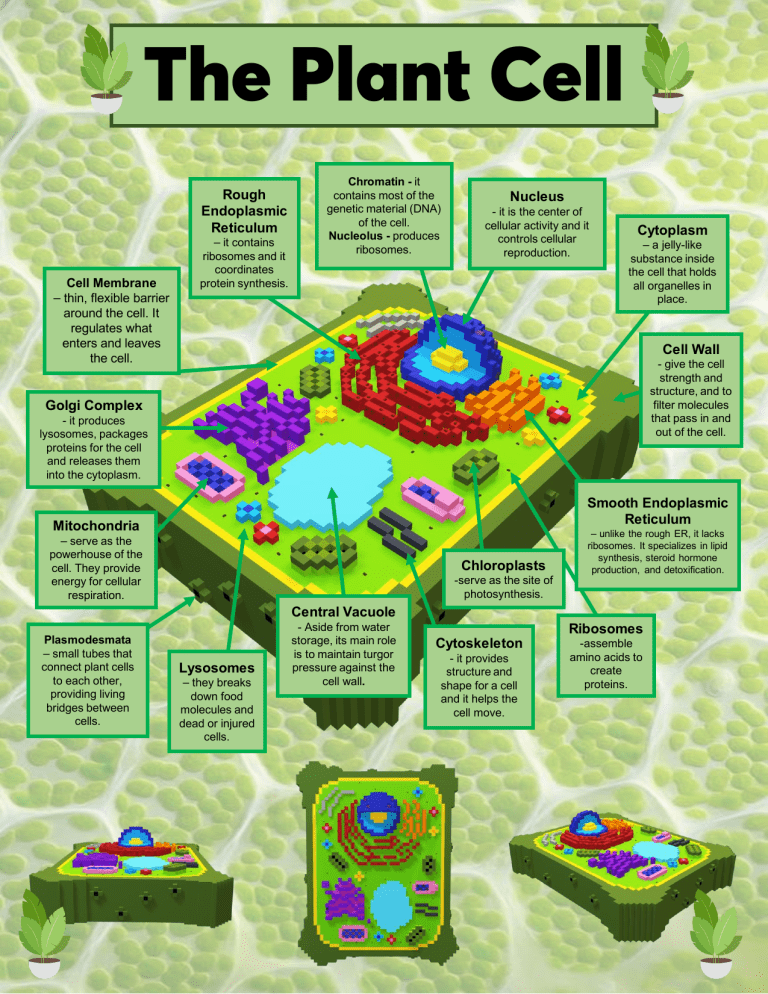 research on plant cells