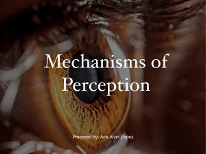 Chapter 5 Mechanisms of Perception
