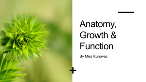 Lecture 4 - Anatomy, Growth and Function