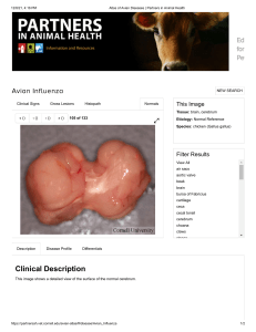 Avian Influenza: Chicken Cerebrum Anatomy - Atlas of Diseases