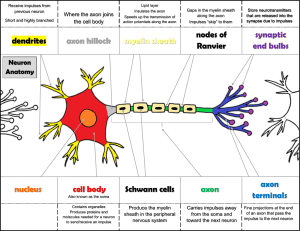 Neuron Anatomy Colored with Notes KEY