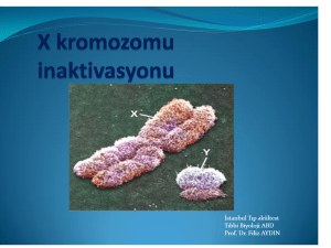 X Chromosome Inactivation Presentation Slide