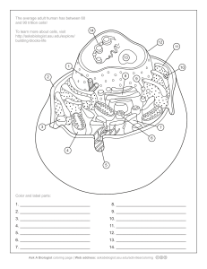 aab animal cell coloring