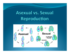 Asexual vs Sexual Reproduction ppt
