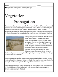 Vegetative Propagation Task #1
