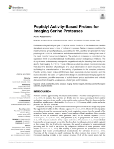 Peptidyl Activity-Based Probes for Imaging Serine Proteases (2021)