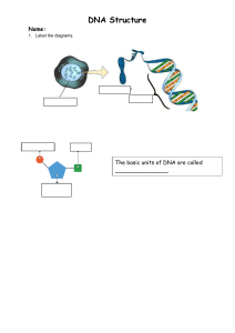 DNA-Structure-Diagram