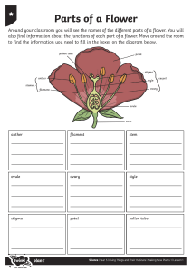 Activity-Sheet-Parts-of-a-Flower
