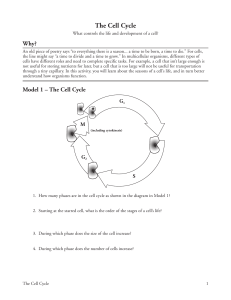 POGIL - Cell Cycle