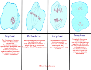 Mitosis stages foldable