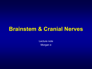 brainstem & cranial nerves-1