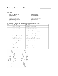 Basic Anatomical landmarks
