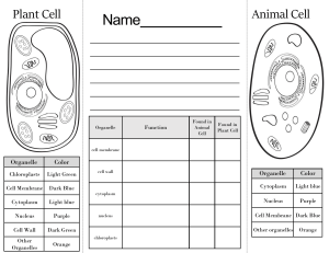COMPARING PLANT AND ANIMAL CELLS