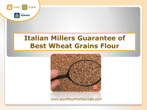 Italian Millers Guarantee of Best Wheat Grains Flour