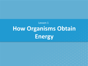 CA Lesson 1 How Organisms Obtain Energy