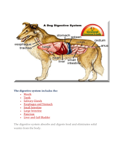 The digestive system - Copy