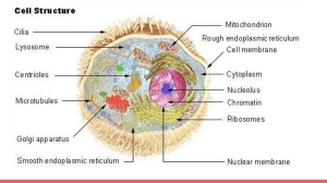 Cell Membrane Transport: Diffusion, Osmosis, Active Transport