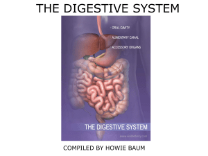OLLI - The Digestive System