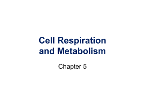 Chapter 5 - Cell Respiration and Metabolism-1