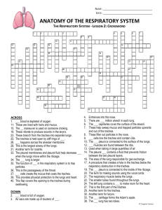 Respiratory System Crossword and Answer Key