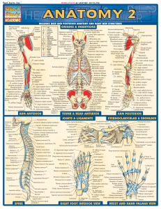 BarCharts QuickStudy Anatomy by Vincent Perez (Illustrator) (z-lib.org)