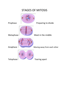 STAGES OF MITOSIS VISUAL AIDE