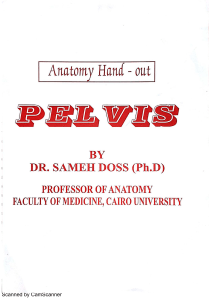 Anatomy SD Pelvis Sameh Doss