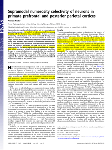 Supramodal Numerosity in Primate Brain