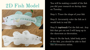 2D Fish Model