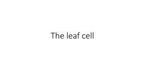 The cell structure of a leaf