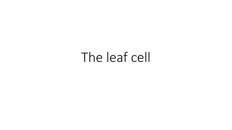 How Does The Structure Of A Leaf Cell Help It To Function