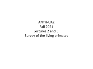 UA2 lecture 2 and 3 - Survey of the living primates