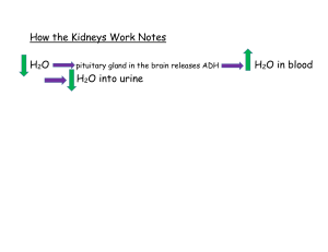 How the Kidneys Work Notes
