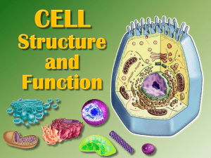 14 - Cell Structure and Function - Power Point