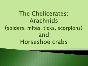 Chelicerates Notes