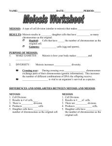 Meiosis Worksheet 2(1)