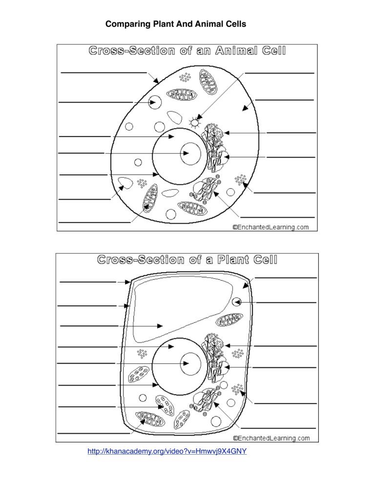 Plant Animal Cell Diagrams