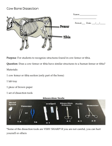  Cow Bone Dissection ELD3 2022