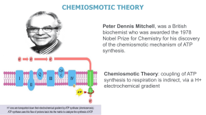 chemiosmotic theory