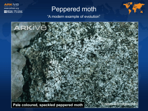 Evolution - Peppered moth presentation