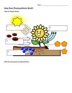 Photosynthesis Handout