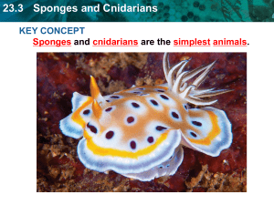 23.3 Sponges and Cnidarians