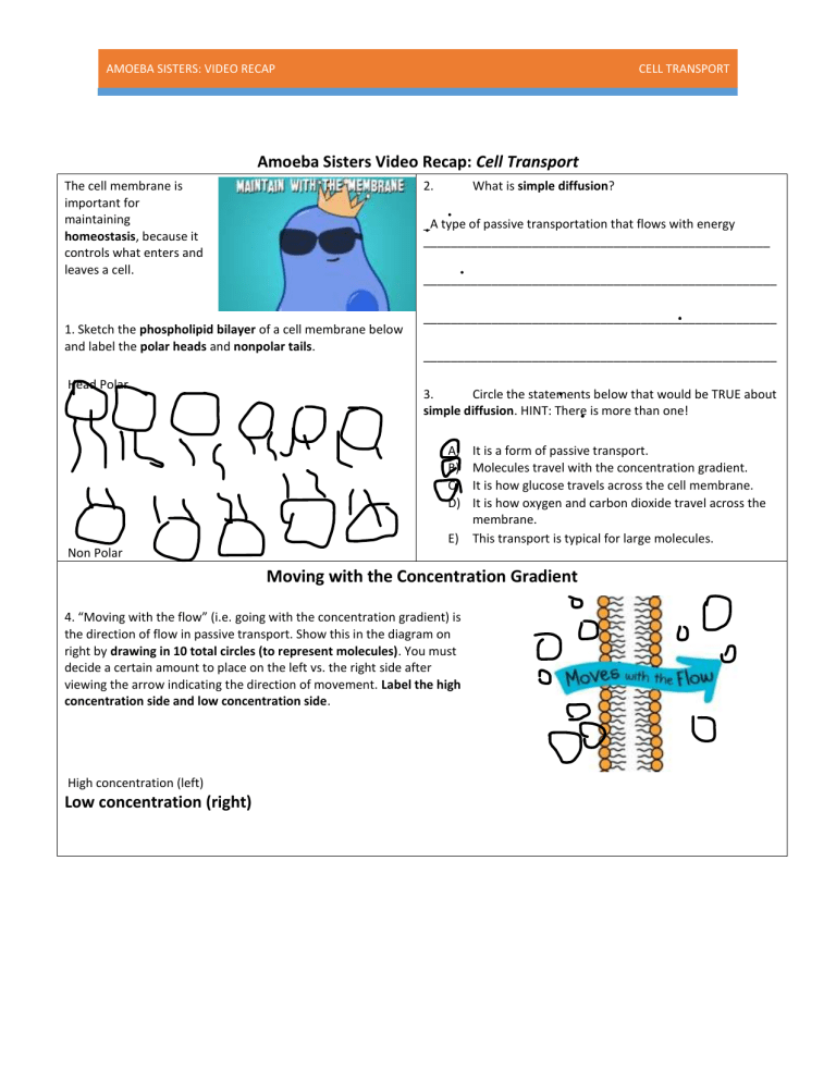 Amoeba Sisters Cell Transport Answers