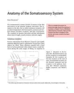 somatosensory
