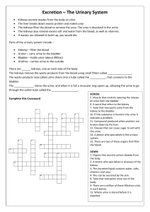 The Urinary system worksheet 2022