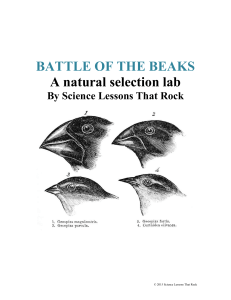 Battle of the Beaks
