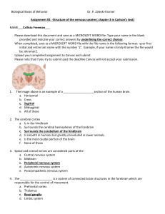 BBB Assignment PSY brain